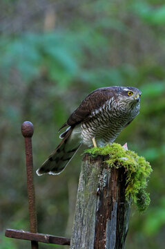 Female Sparrow-Hawk (Bird Hide Photography).