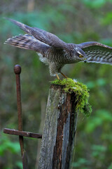 Female Sparrow-Hawk (Bird Hide Photography).