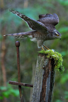 Female Sparrow-Hawk (Bird Hide Photography).