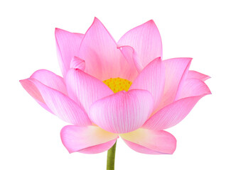 lotus isolated on white background.