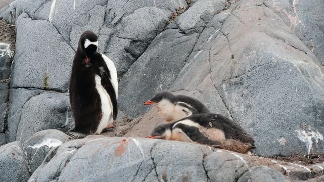 Gentoo Penguins with two chicks on nest in Antarctica