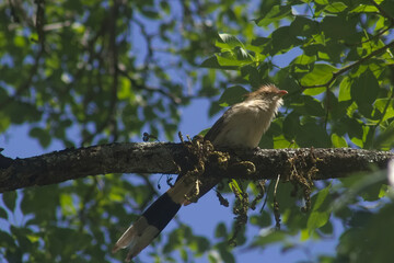 Pirincho, Guira guira from San Miguel Lake, Tucumán, Argentina