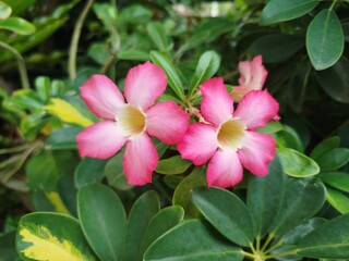 pink and white flower
