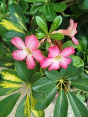 pink and white flower