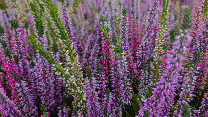 Naklejka premium Horizontal macro top view of vivid purple and green heather plants. Natural floral texture with rich colors, perfect for gardening, landscaping, floral backgrounds, or natural design concepts. Bright