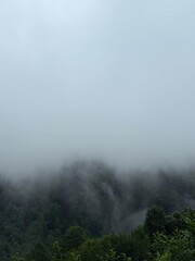 Misty forest, Misty Forest Landscape in the Mountains on a Cloudy Day.