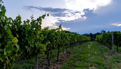 Obraz premium Lush green vineyard rows stretch into the distance, bathed in the soft light of a cloudy sunset. A few bubbles float in the air