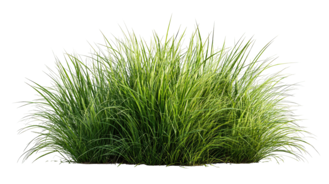 Fresh spring green lawn grass plant isolated on a bright white background for nature, environment, and garden design