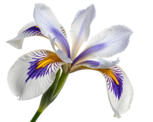 Single iris flower with white petals and purple and yellow markings in bright sunlight