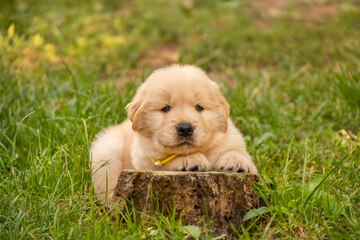 A small golden retriever puppy lies on a stump. The puppy is smiling. Fluffy young dog with soft coat and gentle eyes outdoors in nature.