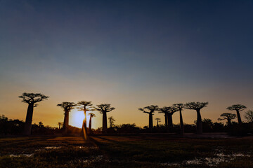 Beautiful sunset at Baobab Avenue