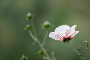 ヤノネボンテンカ　矢の根梵天花