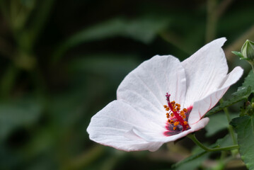 ヤノネボンテンカ　矢の根梵天花