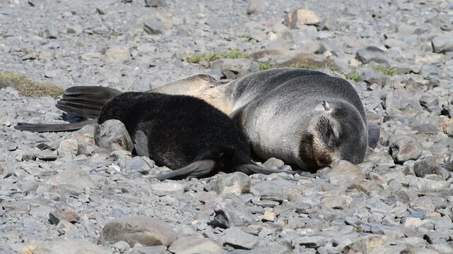  Fur Seal pup suckling milk from female close up