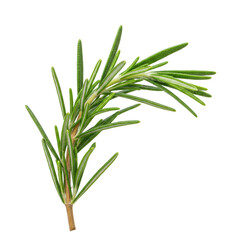 Fototapeta premium A vibrant, fresh rosemary sprig with deep green leaves, visible texture, and moisture droplets, isolated on a transparent background with copy space concept for culinary ingredient showcase