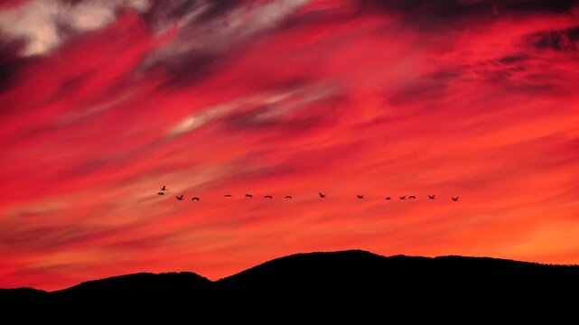 cranes fly in front of dramatically colored red evening sky, slomo  271