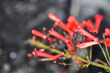 Bitter wood, Coral plant or Firecracker plant or  Fountain plant or  PLANTAGINACEAE or  Russelia equisetiformis or red flower