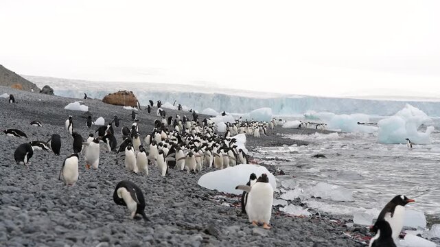 Adelie Penguins walk along beach at Brown Bluff in Antarctica