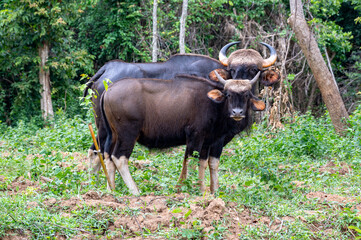 Wild gaur grazing in tropical forest.