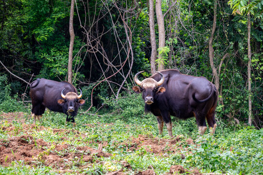 Wild gaur grazing in tropical forest. - Powered by Adobe
