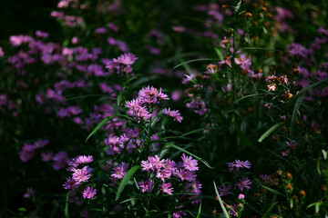 Obraz premium Pink flowers in the garden