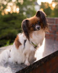 Papillon Dog in Summer Light