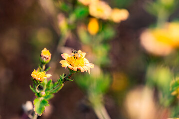 Aphid eating flies and bees gather honey on chrysanthemums, the charm of nature
