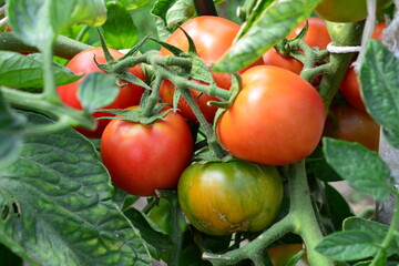 a close up of Fresh organic Tomatoes Growing on the Vine
