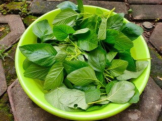Freshly harvested spinach in a large green plastic bowl. Flat lay or top view.