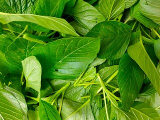 Close-up background of freshly harvested green spinach. 