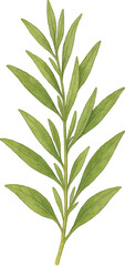 Fototapeta premium arragon sprig isolated, botanical watercolor style