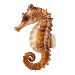 Seahorse with curled tail png marine png ocean png aquatic png fish png sea png wildlife png animal png underwater png nature png transparent background image