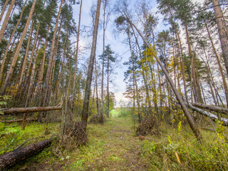 Forest with trees that have fallen down