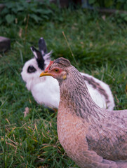 Chicken and a rabbit are laying in the grass