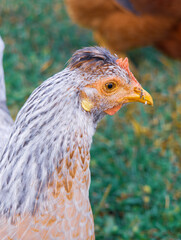Chicken with a brown head and white body stands in a grassy field