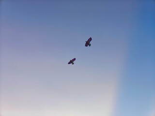 paragliding in the blue sky