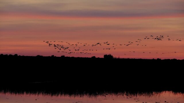 chains of cranes in front of beautiful red sky 736