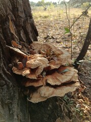 mushrooms on the tree