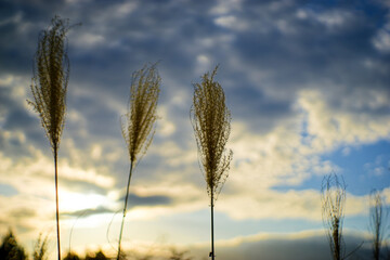 ドラマチックな雲と夕日の光に輝くススキの穂
