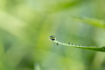 Perfect Dew Drop on a Blade of Grass