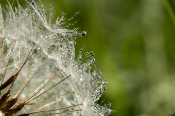 Dandelion Seeds with Morning Dew Drops Macro