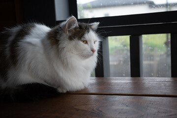 Fluffy white cat resting on a wooden table by a window on a rainy day