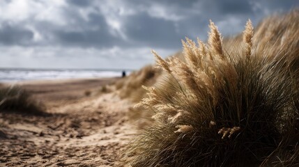 Obraz premium Golden dry reeds on sandy dunes leading to the sea under a dramatic overcast sky