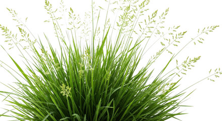 Close up of a lush green grass clump with feathery seed heads isolated on transparent background