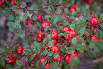 Bright red berries grow among green leaves in a garden setting during the warm season