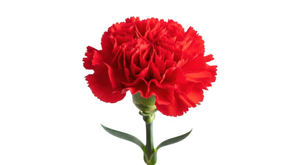 A vibrant red carnation flower with delicate ruffled petals isolated on transparent background