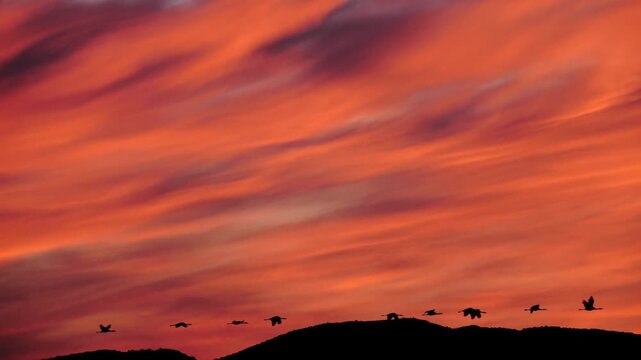 cranes fly in front of dramatically colored red evening sky, slomo 279a