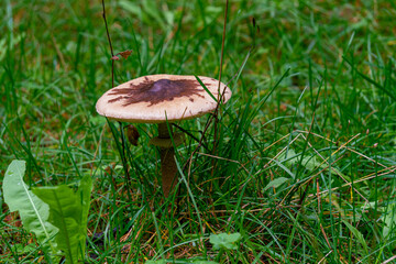 A light-colored poisonous mushroom with a brown spot on its cap, standing on a tall stem among bright green grass. Parasol