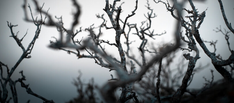 A mysterious forest with a dry tree without leaves with dark branches in the fog. - Powered by Adobe