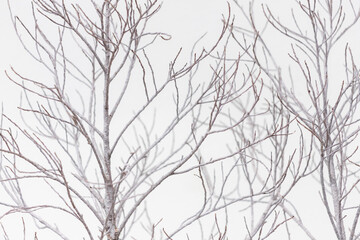 frosted bare tree branches on white background